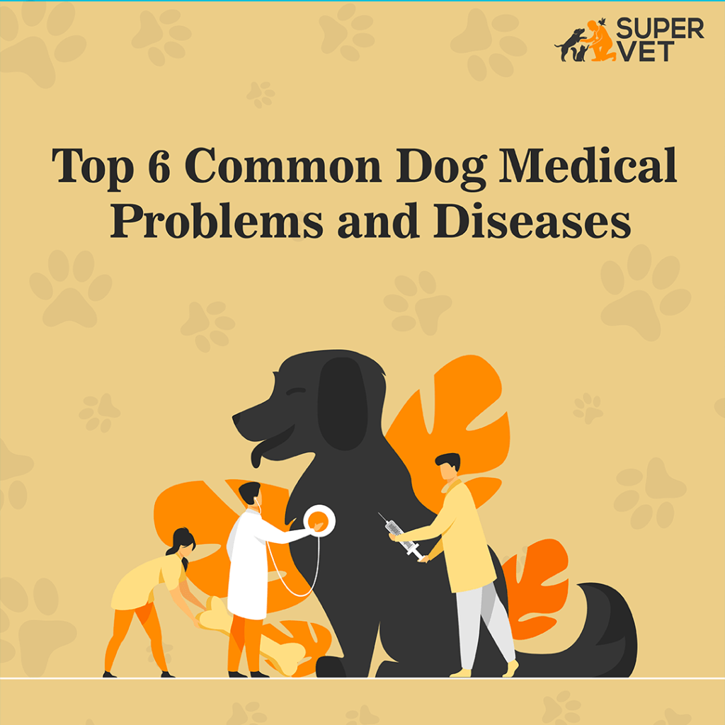 Image displays the text Top 6 Common Dog Medical Problems and Diseases