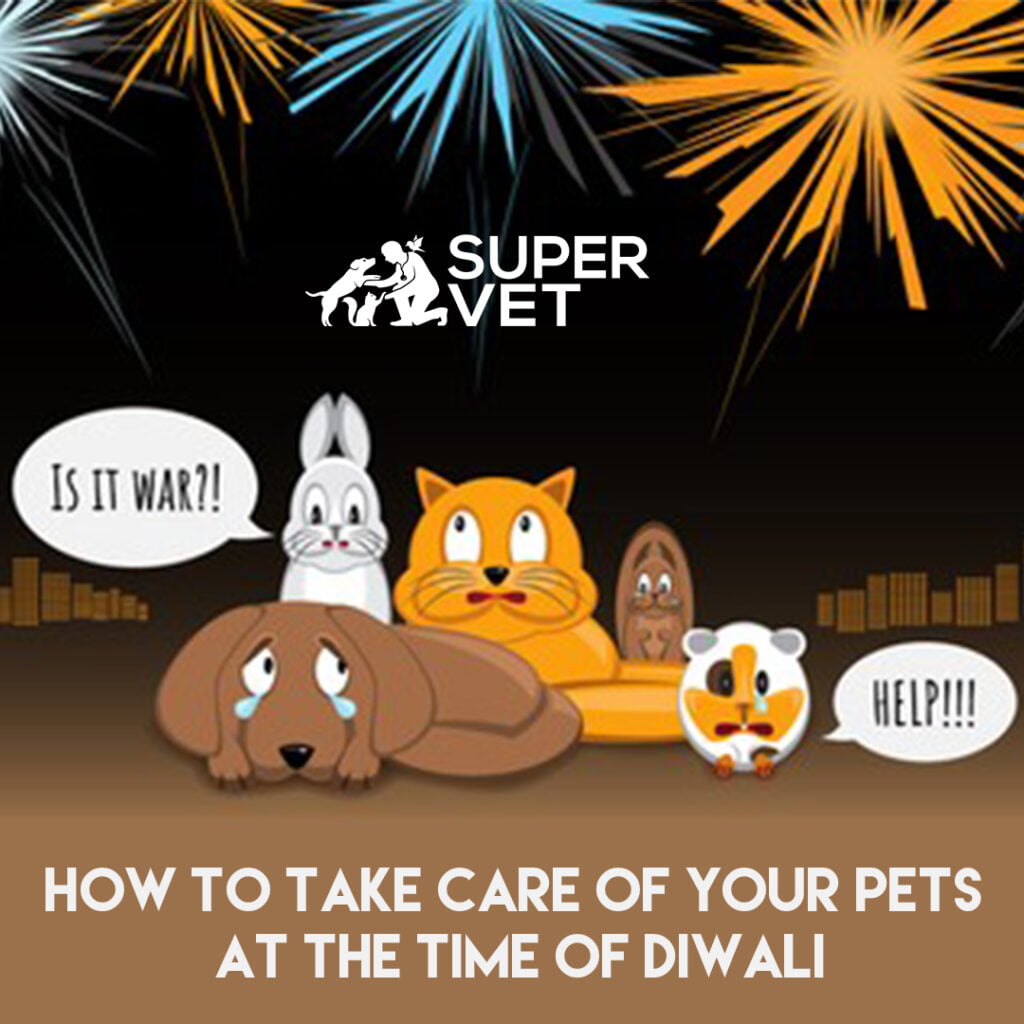 Image displays the text " how to take care of your pet during diwali".