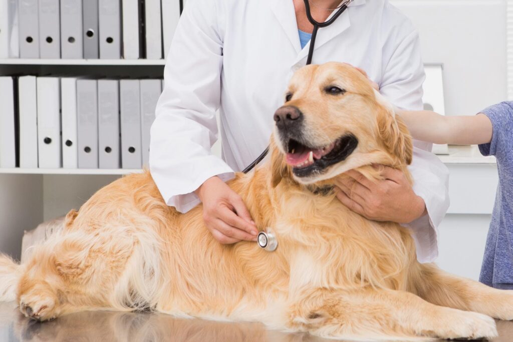 Image displays the " A veterinary Doctor is examining a Dog. the blog post "Liver diseases in Dogs"