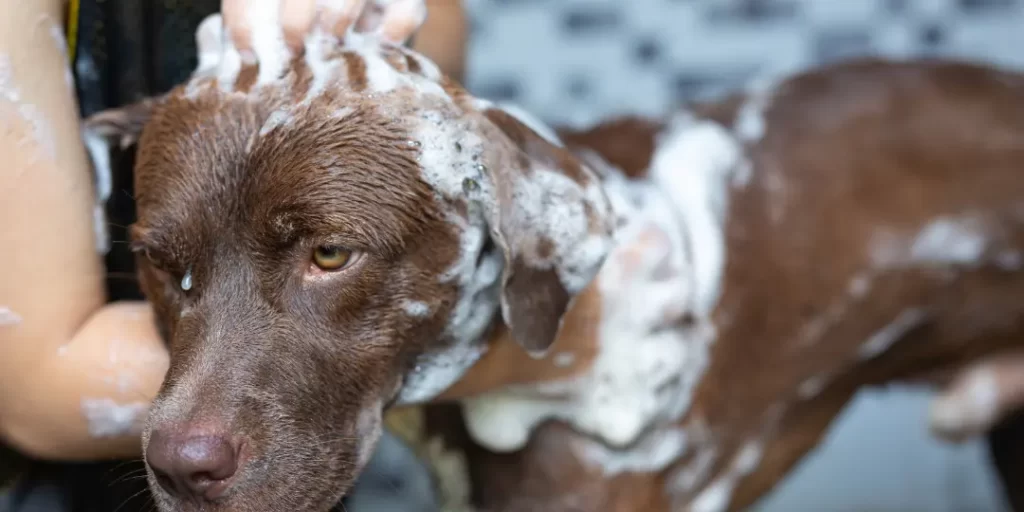 bathing a dog