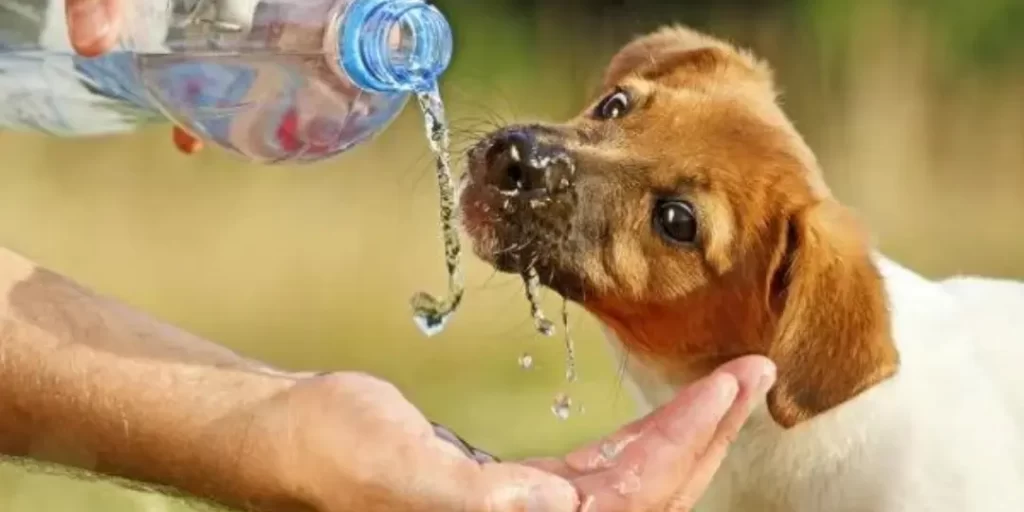Image displays the feeding water to stray puppy on the blog of helping stray Animals.