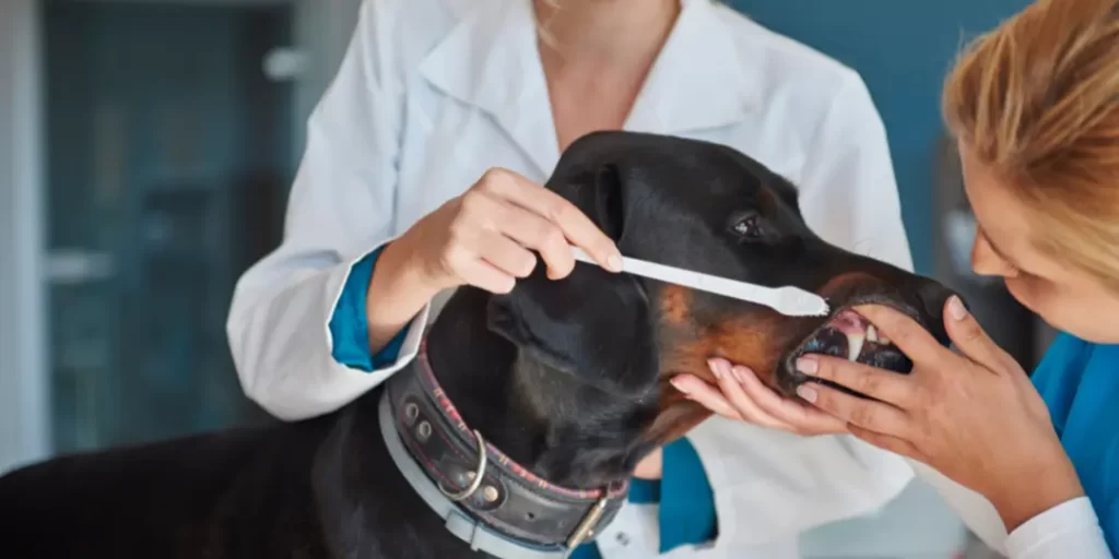 vet is doing dental check up