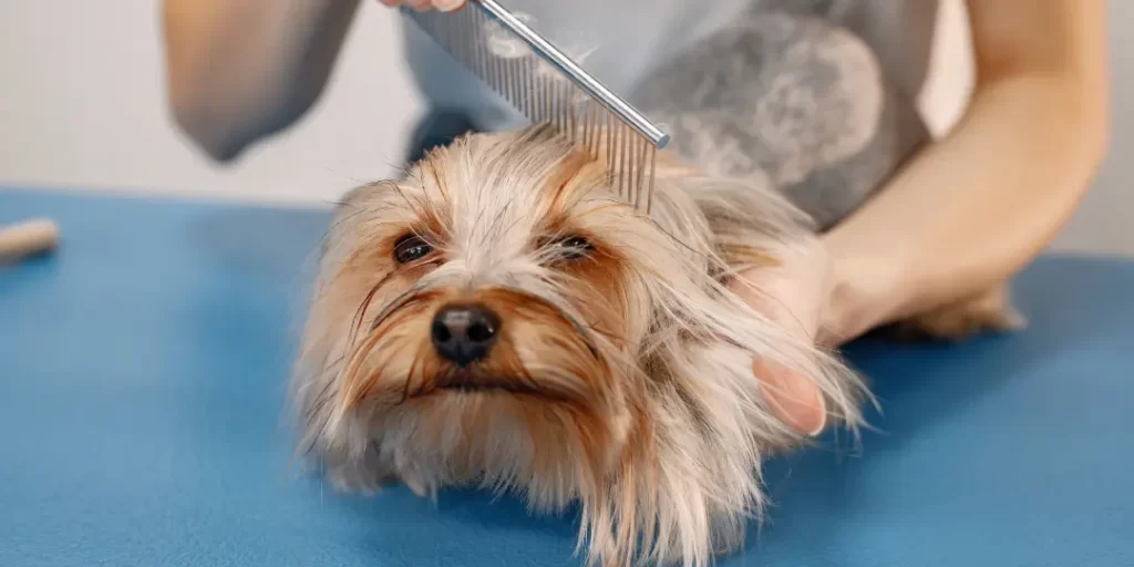 grooming a puppy