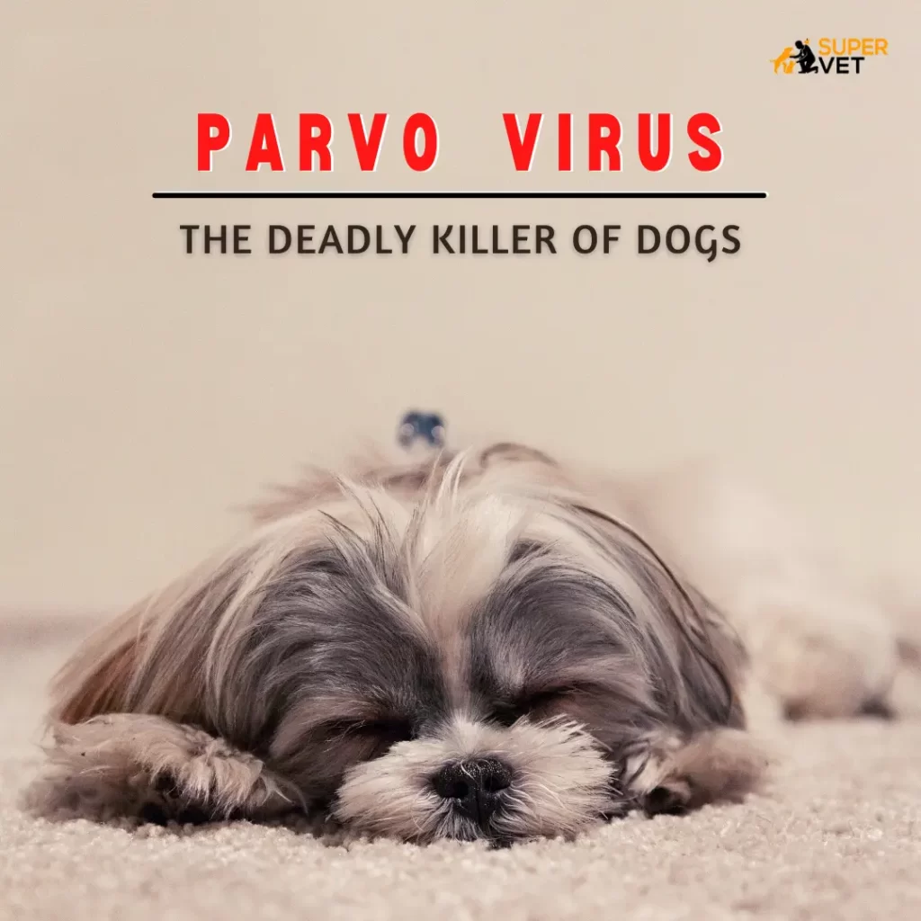Parvo Virus: The Deadly Killer of Dogs