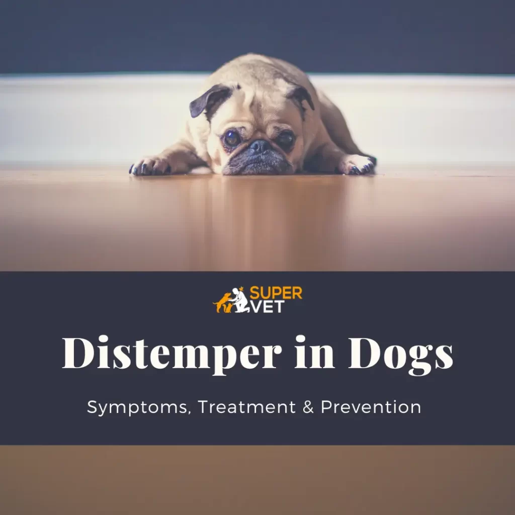 Distemper in Dogs: Symptoms, treatment & Preventions