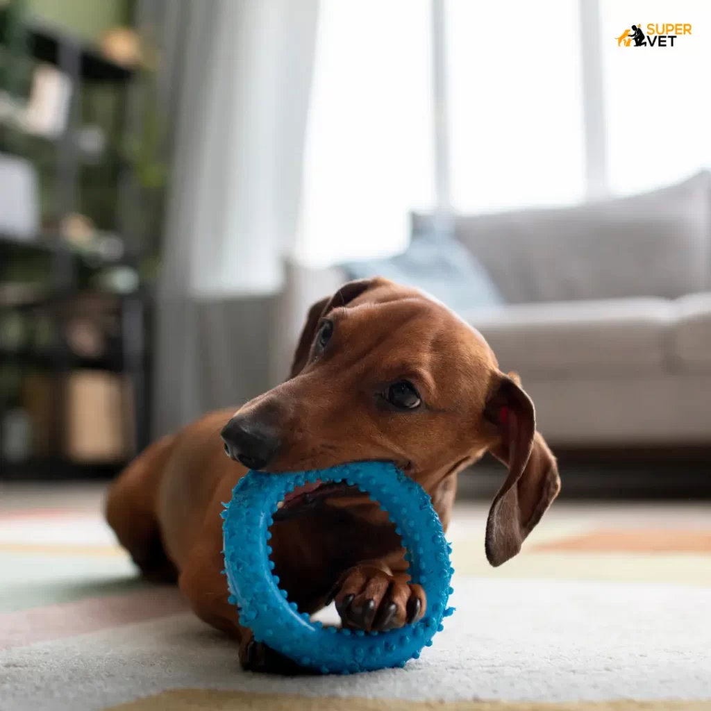 Image displays the dog chewing a toy.