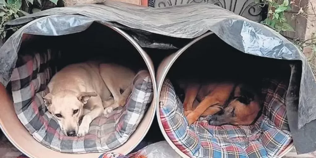 Image displays the street dogs rescue in shelters.
