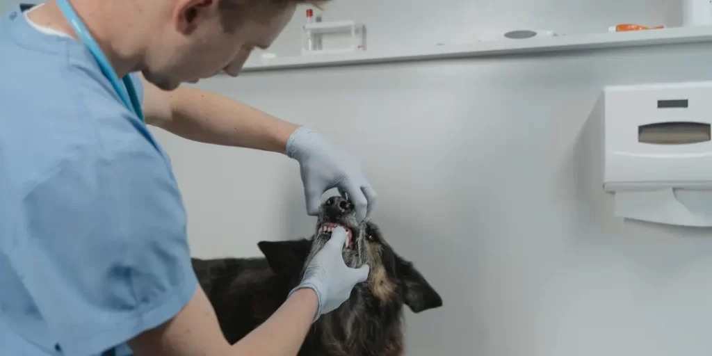 vet is doing dental checkup
