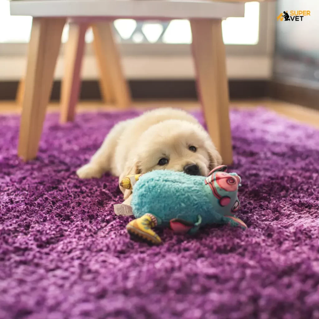 Image displays the puppy chewing soft toy