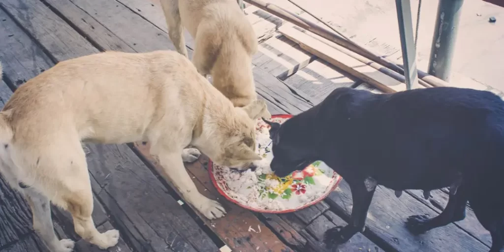 Image displays the feeding food to stray dogs on the blog "helping stray Animals ".
