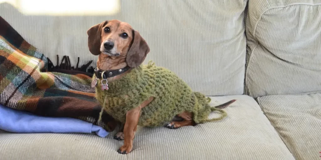 dog in green sweater for cleaning cloths 