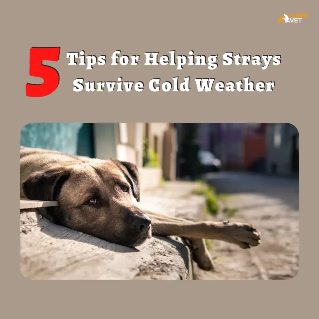 Image displays the stray dog with text 5 tips for helping strays survive the cold weather.