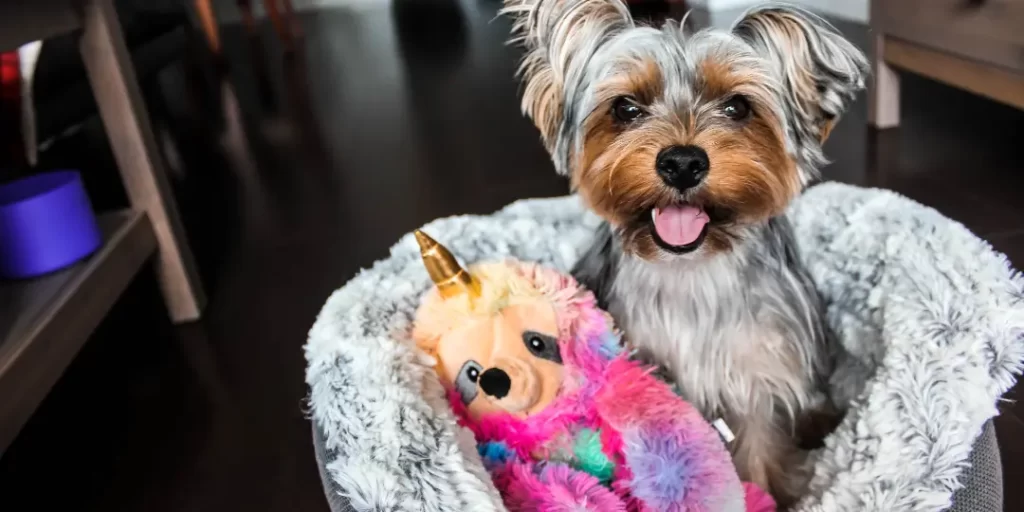 cute dog with clean toys