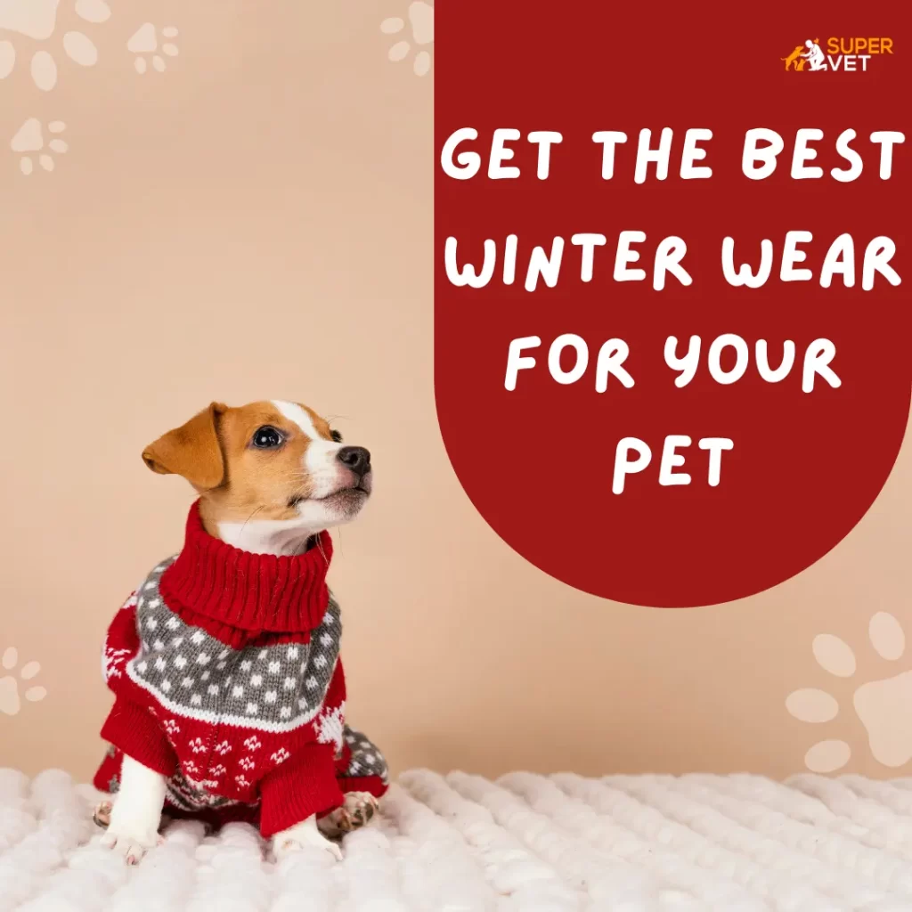 Get the best winter wear for your pet
