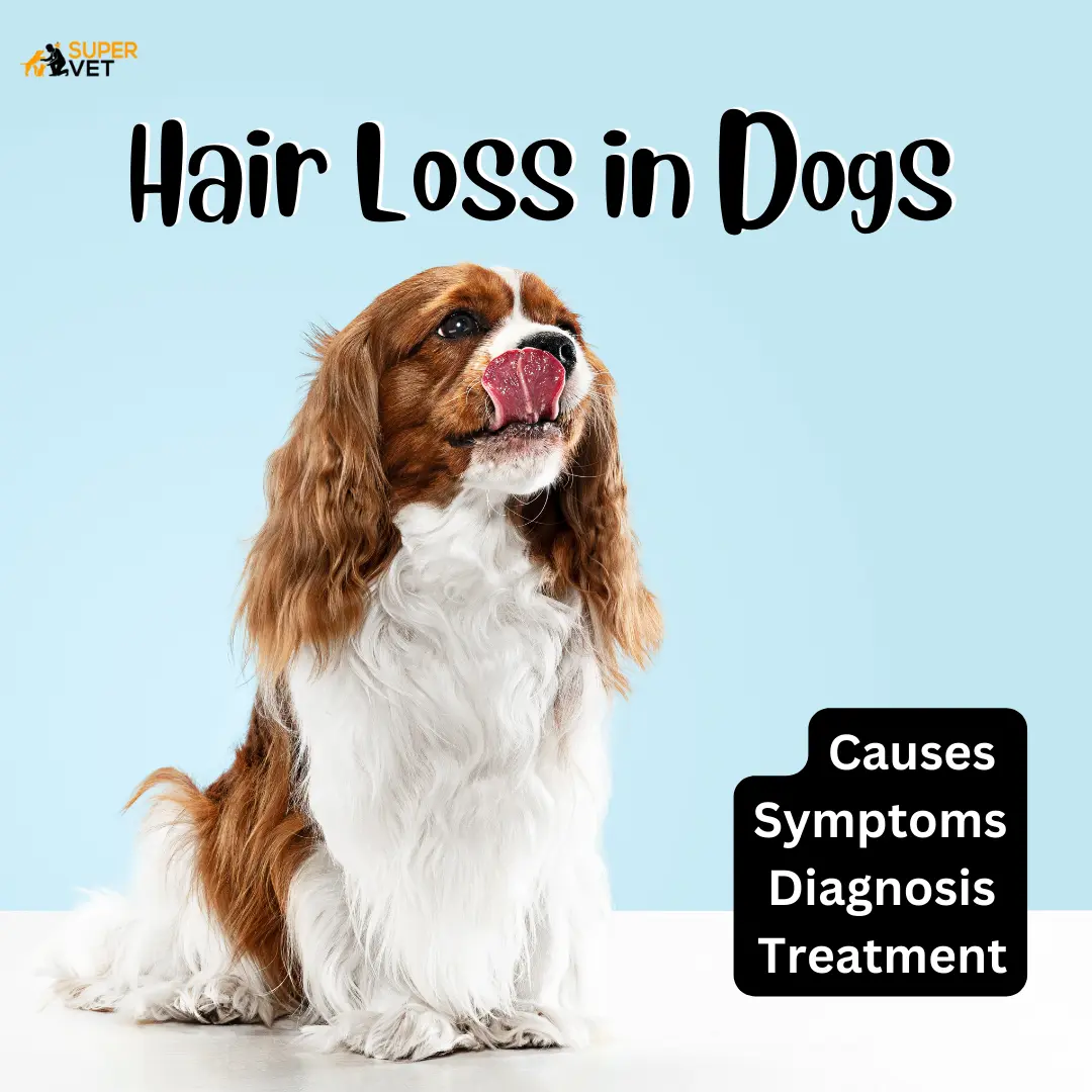Hair Loss in Dogs - Causes, Symptoms, Diagnosis & Treatment- Supervet