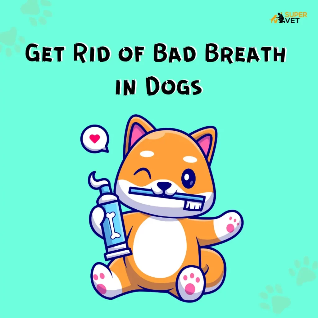 display a dog cartoon with text How To Get Rid of Bad Breath in Dogs