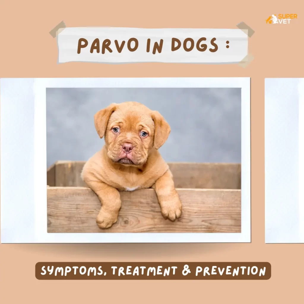 Parvo Virus: Symptoms, Treatment, and Prevention