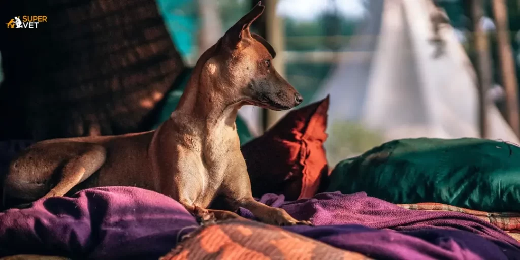 Image display stray dogs with blankets