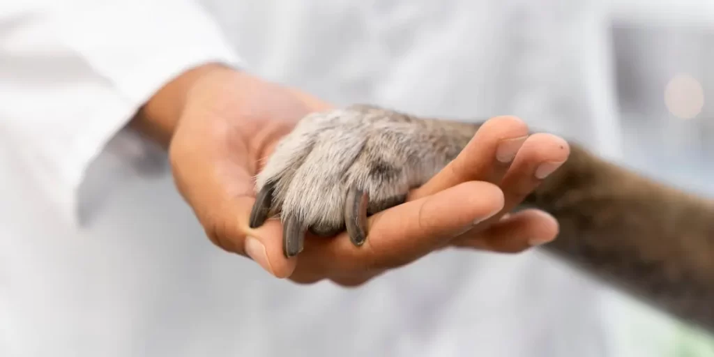 A vet's hand is holding dog's paw.