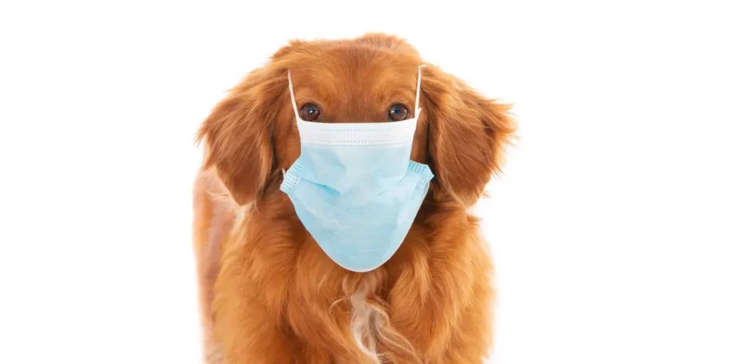 a dog wearing mask for safety against allergy elements