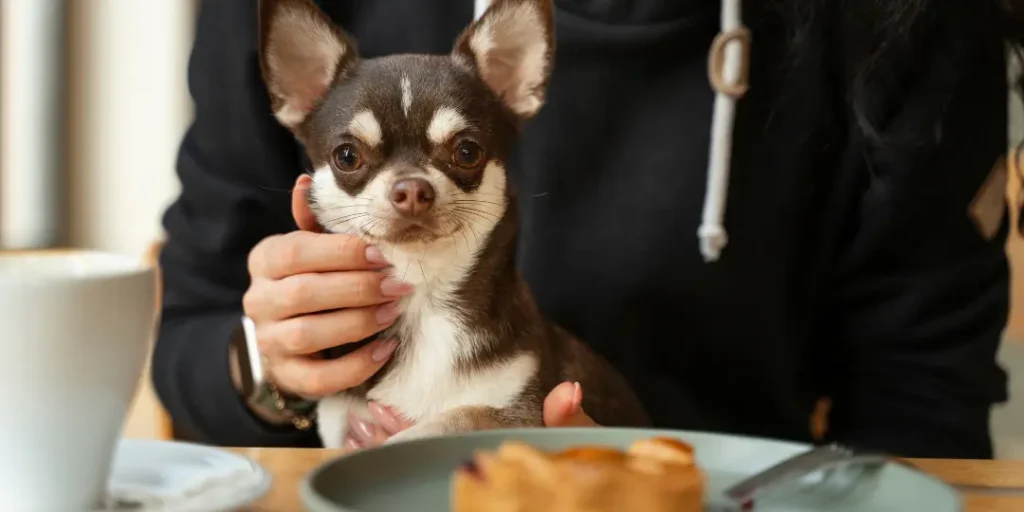 Adorable chihuahua dog with female owner