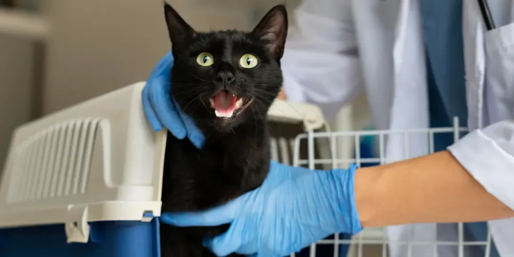 Close up on veterinarian taking care of cat that may have rabies