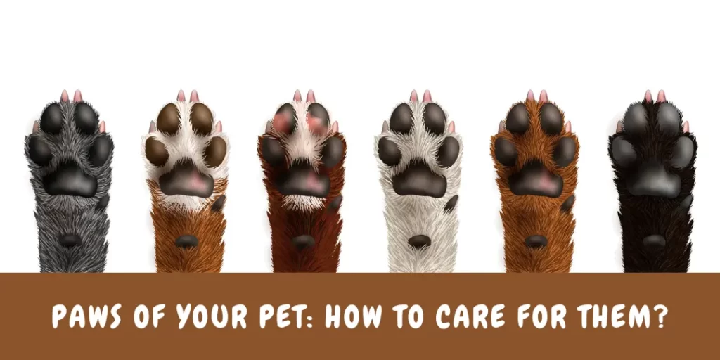 6 Dogs Paws with text "Paws of your Pet: How to Care for them?'