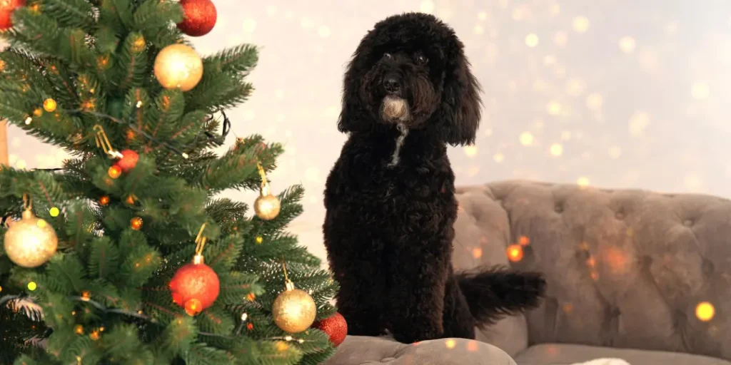 a black dog is standing beside Christmas tree. 