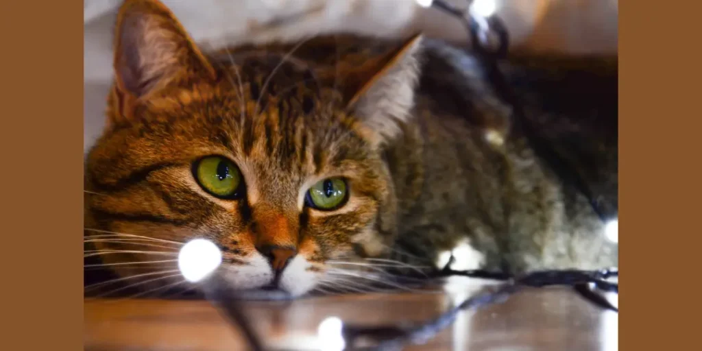 a cat with small lights