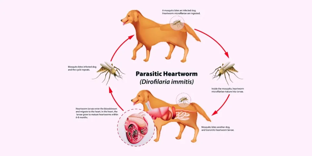 life cycle of parasitic heartworm