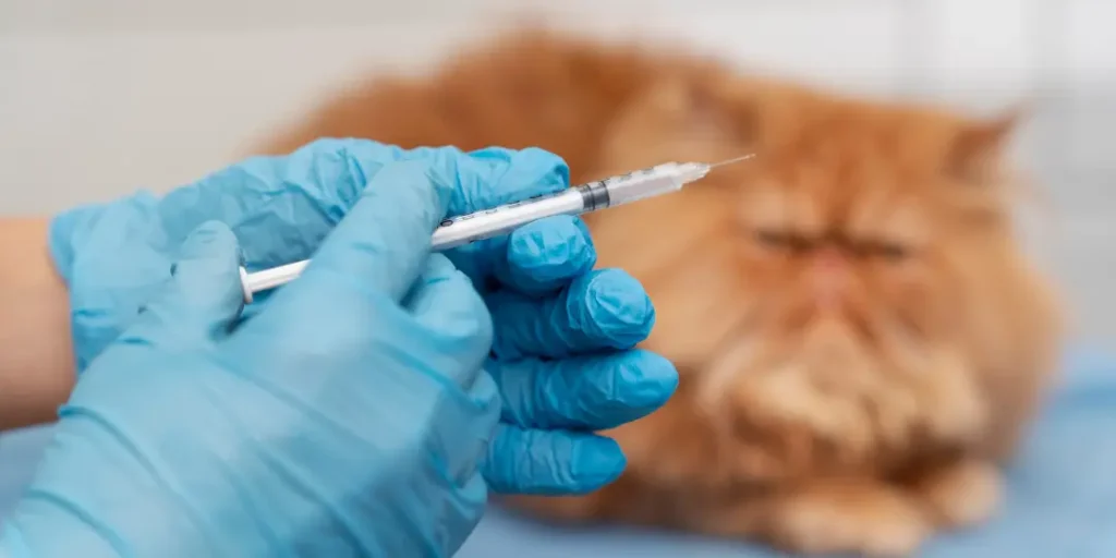 displays a cat who is getting ready for injection.