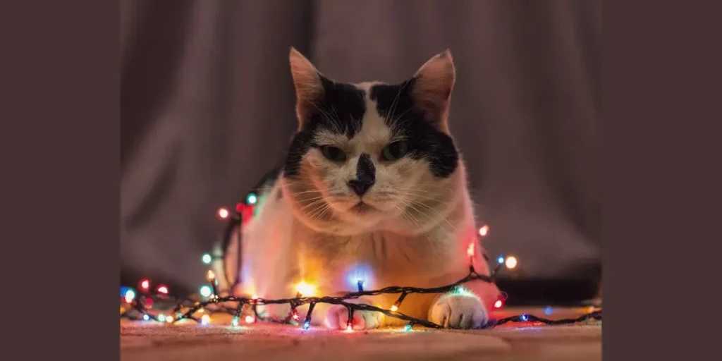 a cat with small lights celebrating new year 