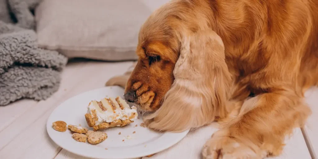 Cocker spaniel eating birthday cake at home