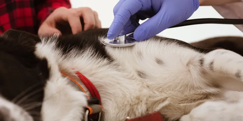 Close up of dog getting examined with stethoscope. hand of confident veterinarian moving stethoscope to check dogs lungs of dog.