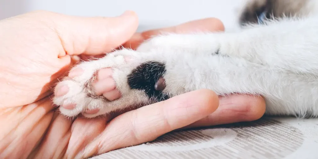 Closeup shot of a human hand holding the paw of a kitten