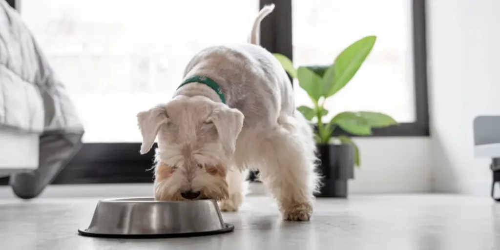 Cute dog having sensitive stomach eating at home