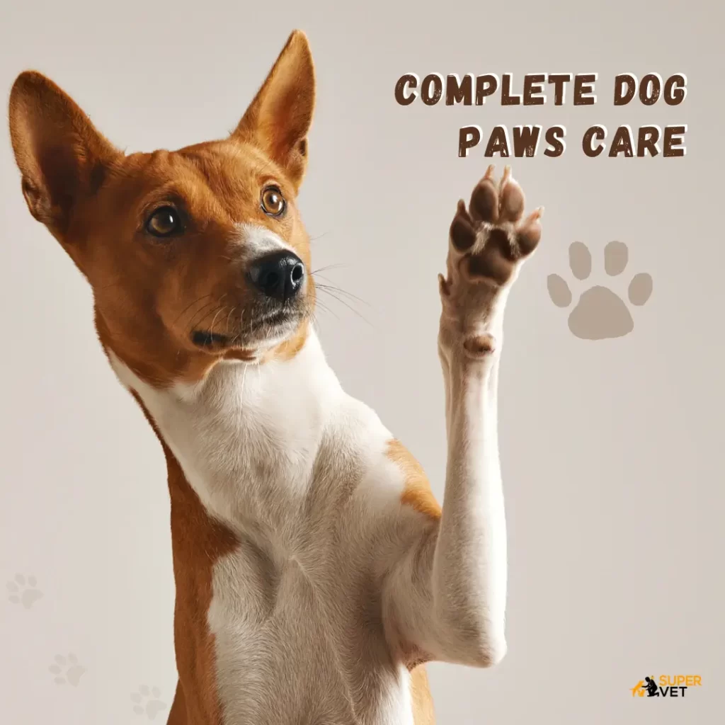a dog with title "Complete Dog Paws Care"