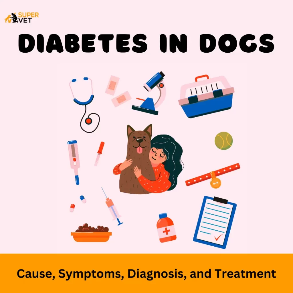 displays vector graphics of dog treatments with text diabetes in dogs: cause, symptoms, diagnosis and treatment