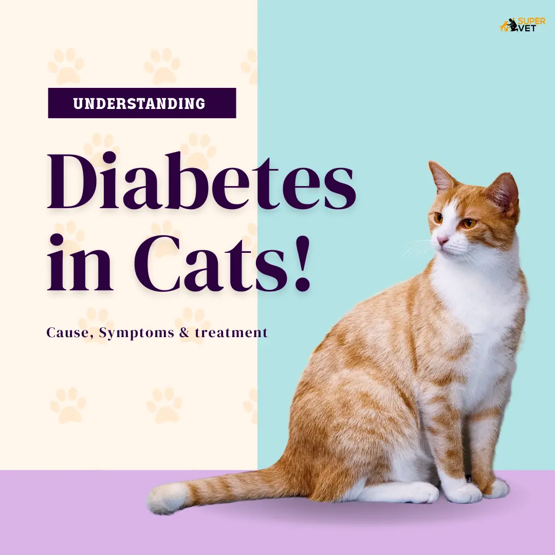 Understanding Diabetes In Cats Causes, Symptoms, & Treatments