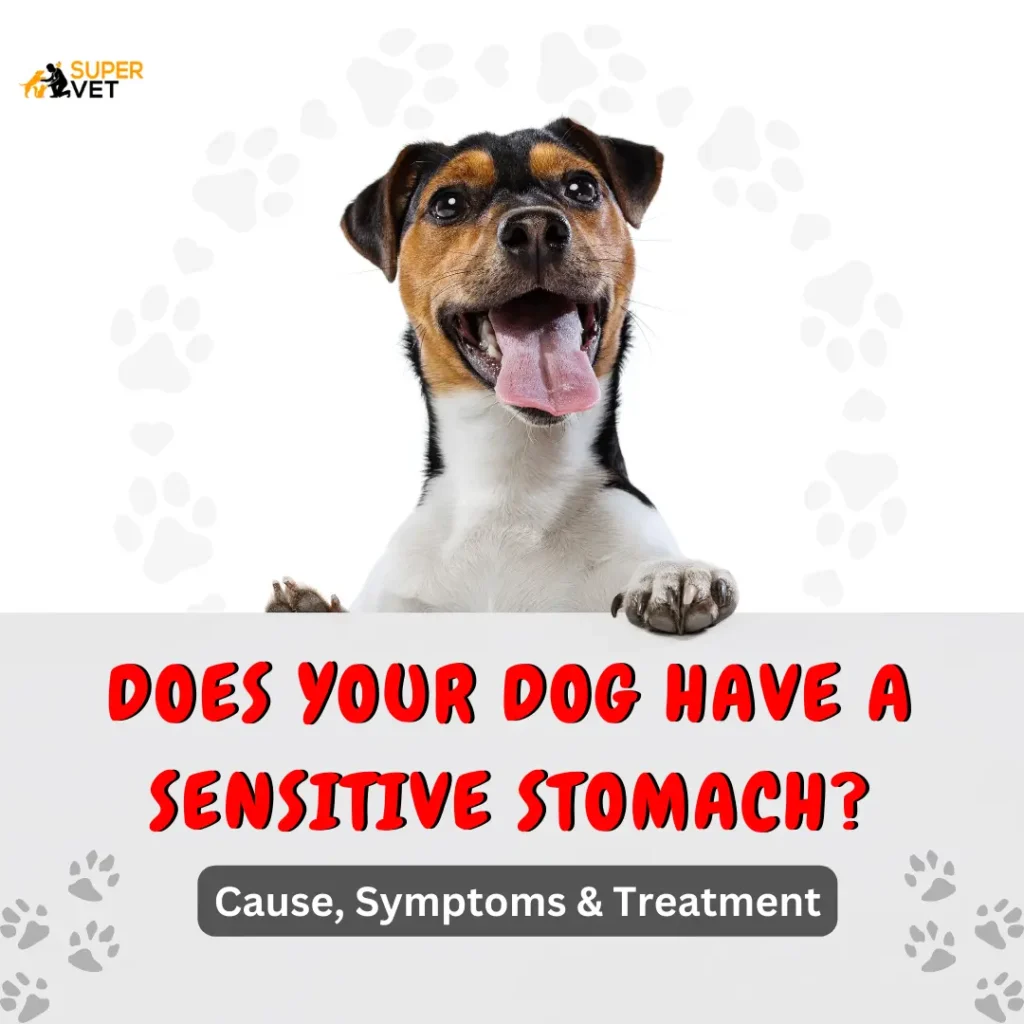Portrait of cute cheerful dog with tongue sticking out posing isolated over white studio background with text "Does Your Dog Have A Sensitive Stomach"