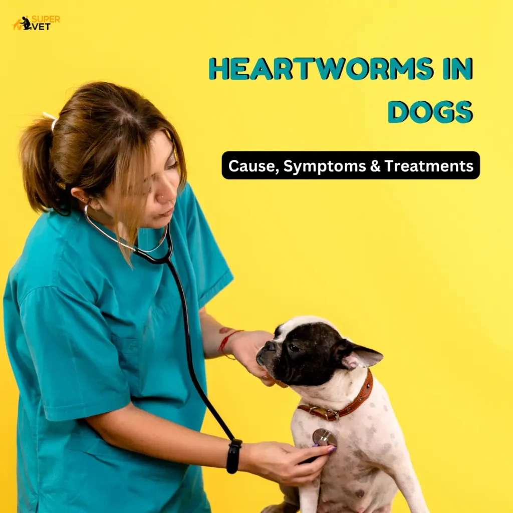 displays a vet treating a pug dog with text "Heartworm Disease in Dogs: Cause, Symptoms, & Treatment"