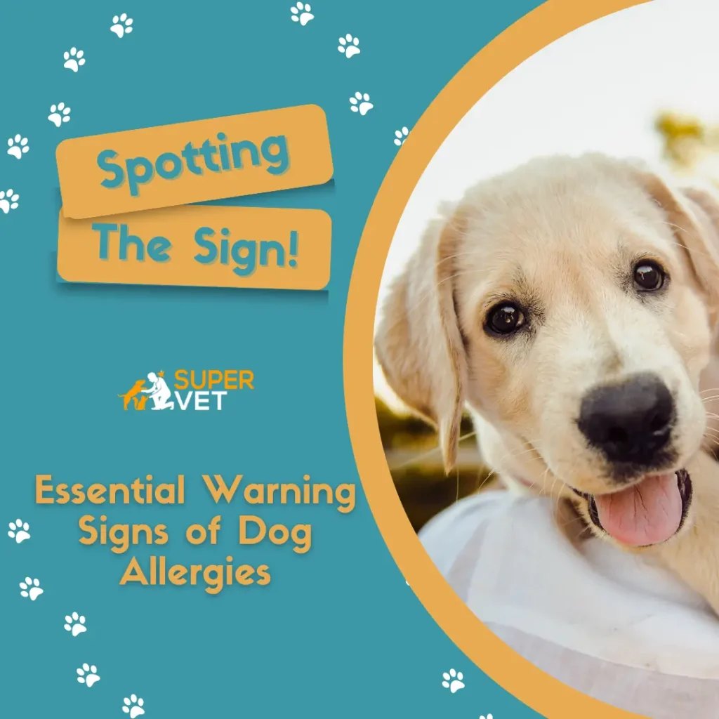 A dog with title "Spotting the Signs: Essential Warning Signs of Dog Allergies"