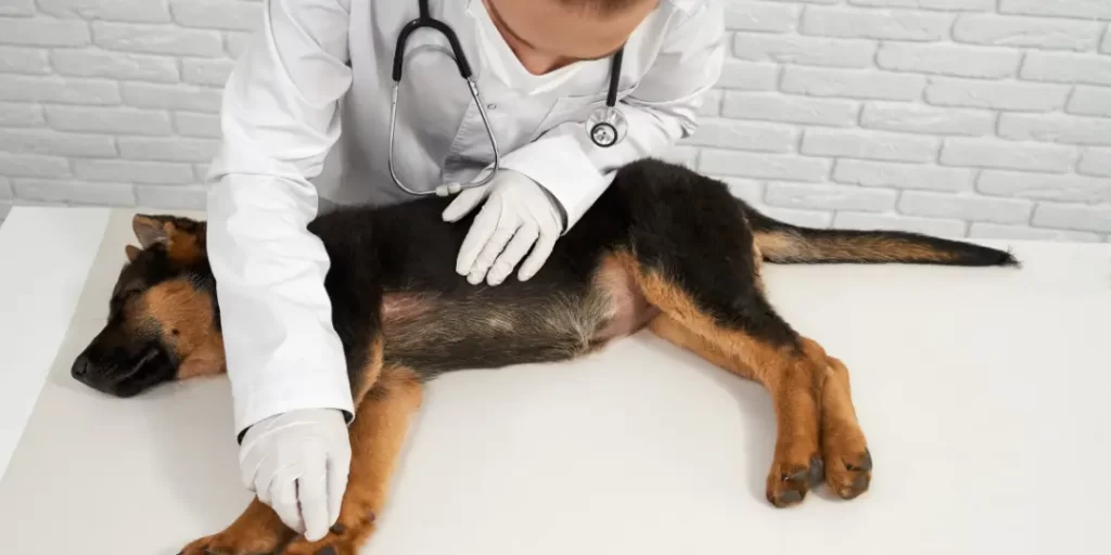 vet is treating a dog