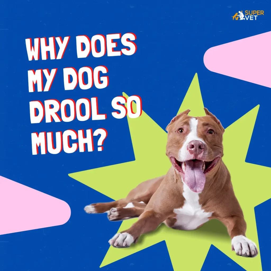 A dog with title "Why Does My Dog Drool So Much? The Facts You Need To Know"