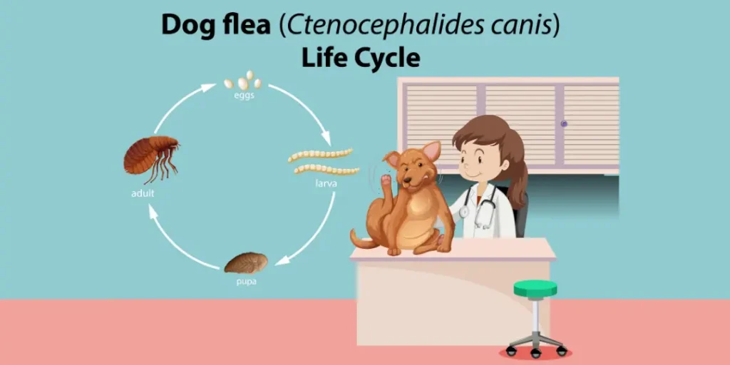Veterinarian with sick animal and Dof flea life cycle