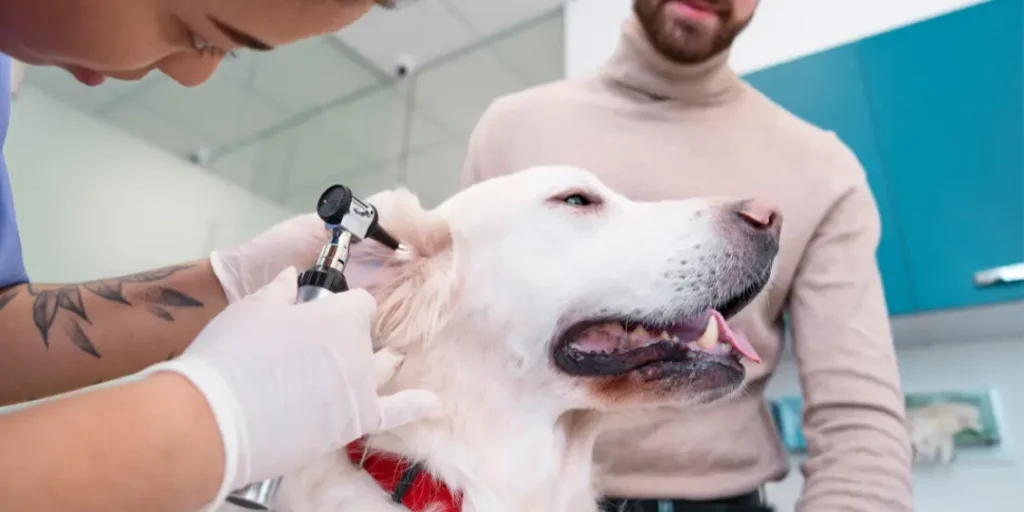 Doctor checking dog's ear close up