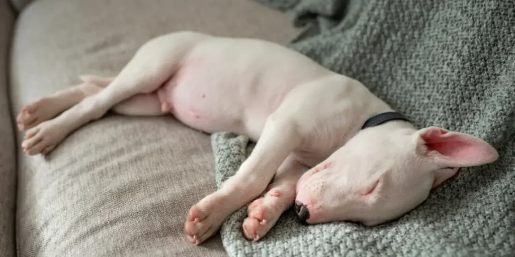 lazy and sick dog resting on sofa