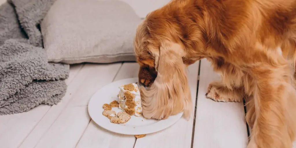 Cocker spaniel eating birthday cake at home