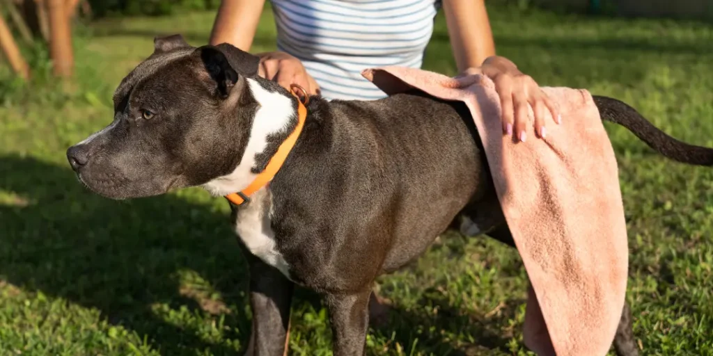 Front view woman wiping dog