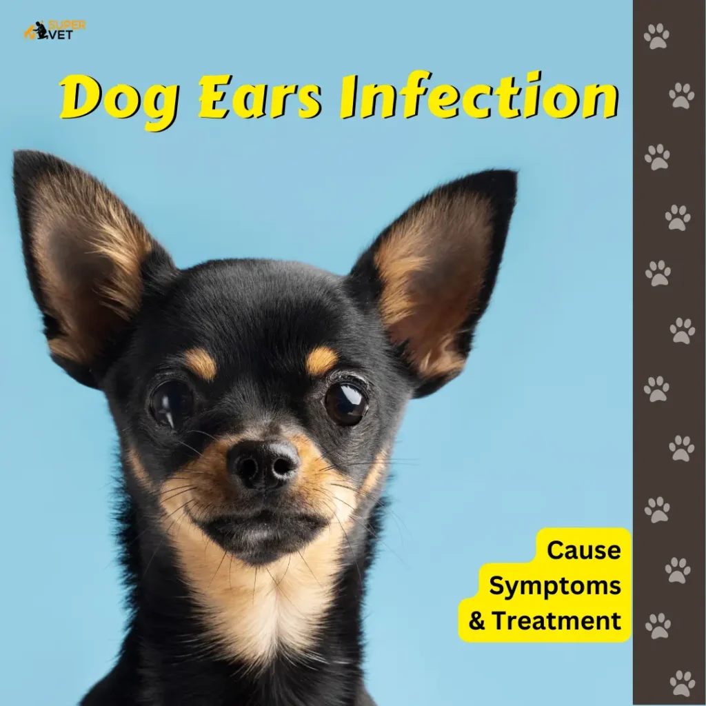 Beautiful pet portrait of dog with text " Dog Ears Infection"